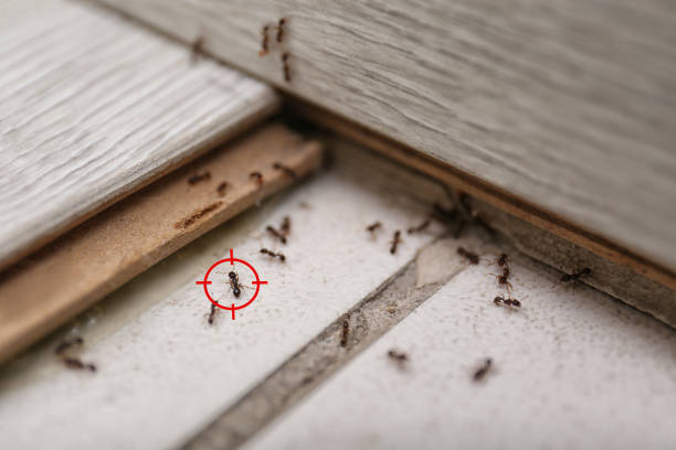 Best Local Pest Control Services  in Coaldale, PA