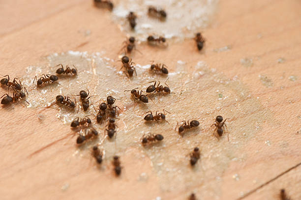 Best Affordable Pest Control Services  in Coaldale, PA