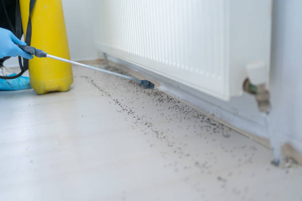Best Mosquito Control Services  in Coaldale, PA